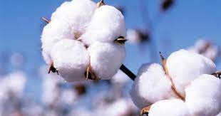 La Zambie compte relever le défi de l’amélioration de la production  du coton