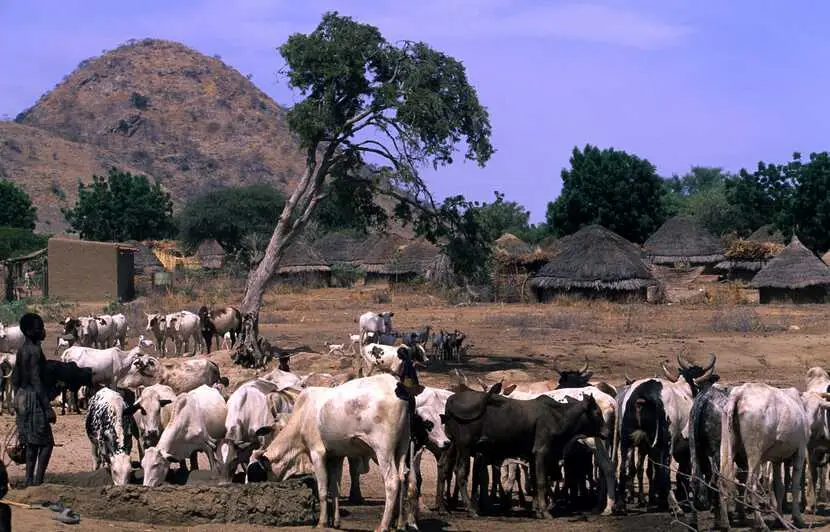 Tchad : Vives contestations autour d’un accord  entre éleveurs et agriculteurs
