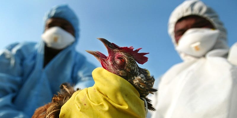 Le Ghana débourse 7 millions de dollars pour lutter contre la grippe aviaire