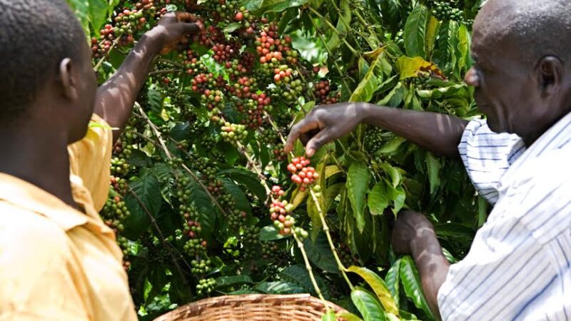 L’Ouganda réalise une campagne record d’exportation de café