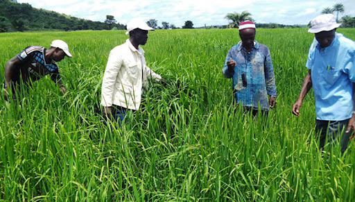 La production du riz pluvial au Sénégal chutera de 50% d’ici 2100