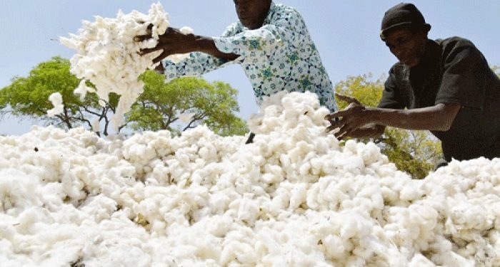 Le Bénin table sur la production d’un million de tonnes de coton à l’horizon 2023-2024