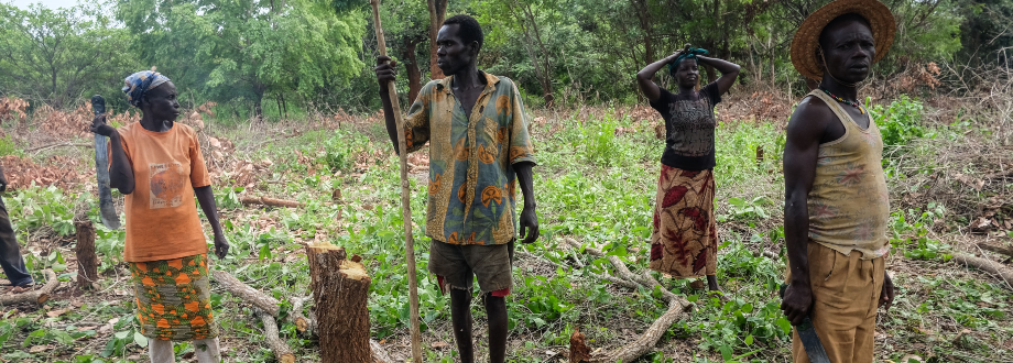 La déforestation en Centrafrique met en péril la pharmacopée