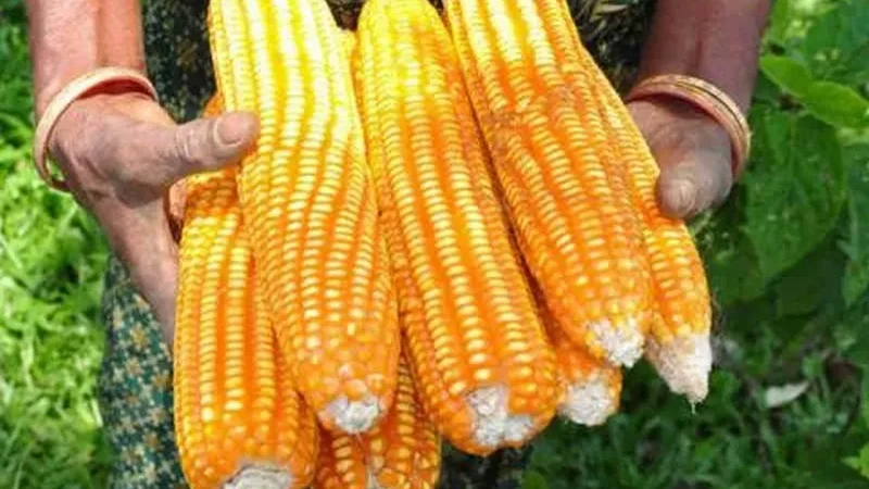 Pékin fait don de 3.000 tonnes de maïs à la Zambie