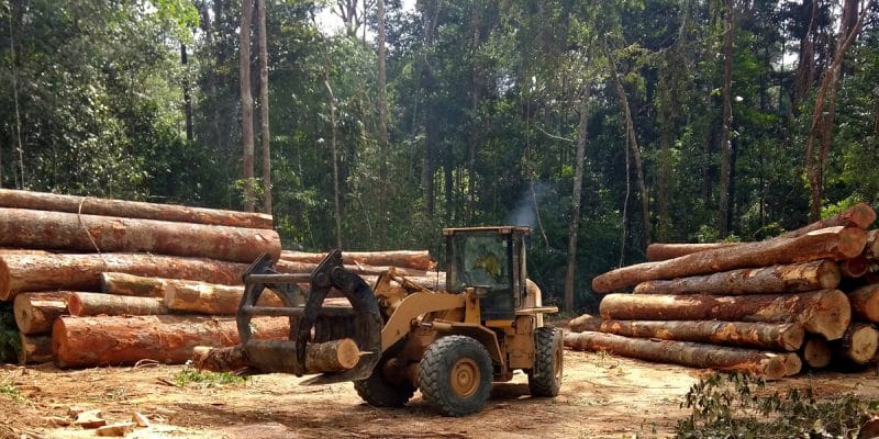 Cameroun: Prorogation des titres d’exploitation du bois de forêt