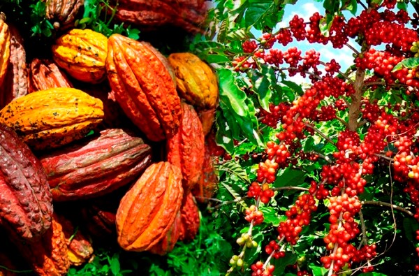 La Côte d’Ivoire et le Ghana partent à l’offensive sur le marché du cacao