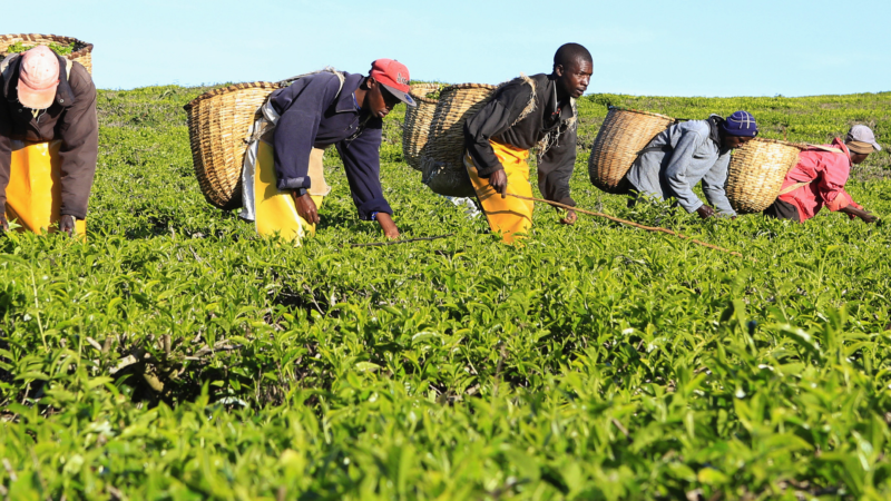 Baisse de la production du thé en 2021 au Kenya