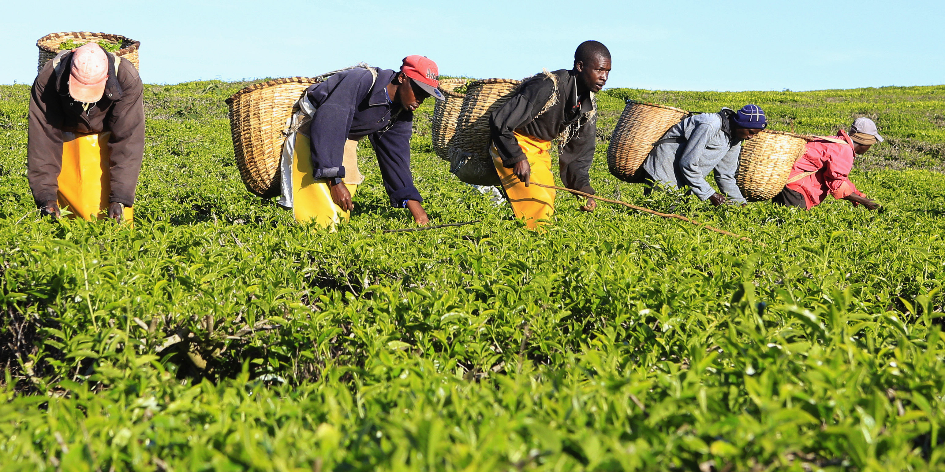 Baisse de la production du thé en 2021 au Kenya