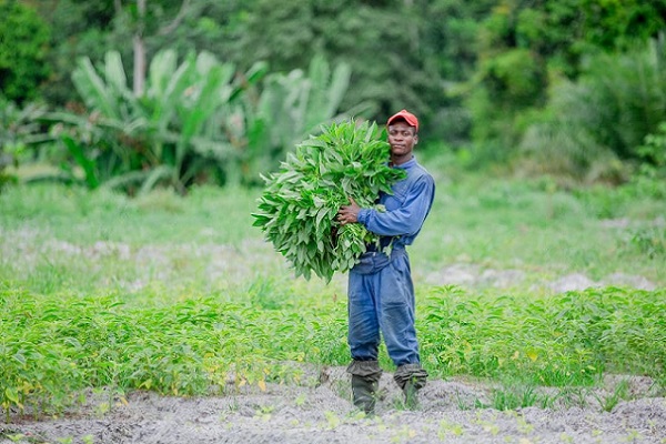 Gabon : 97.000 hectares affectés au café et à l’agroforesterie