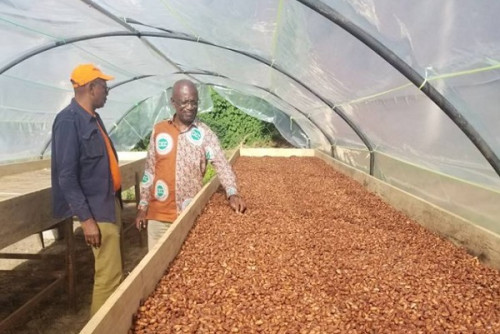 Le Cameroun envisage la construction de 55 séchoirs modernes de conservation des fèves de cacao