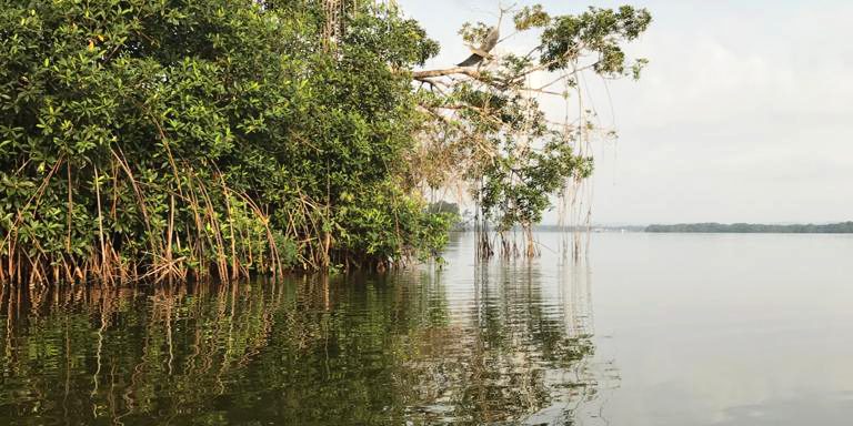 Le Mozambique et Blue Forest lancent un projet de restauration de mangrove d’Afrique
