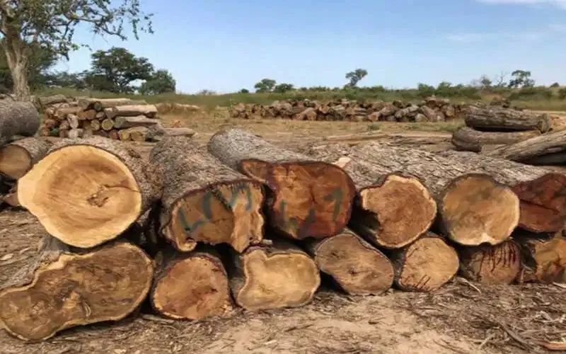 Tensions entre la Gambie et la Casamance autour du trafic de bois de rose
