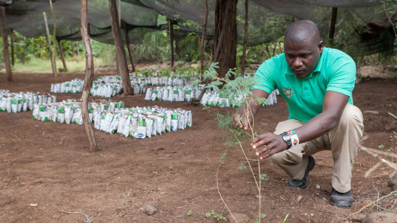 Kenya: Des terres offertes par l’Etat pour planter des arbres