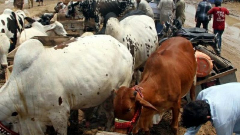 Des civils et des bovins tués dans un marché aux bestiaux au Sud-est du Nigeria