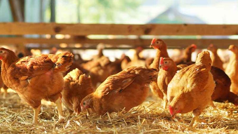 Ghana : La filière avicole menacée par les coûts de l’alimentation animale