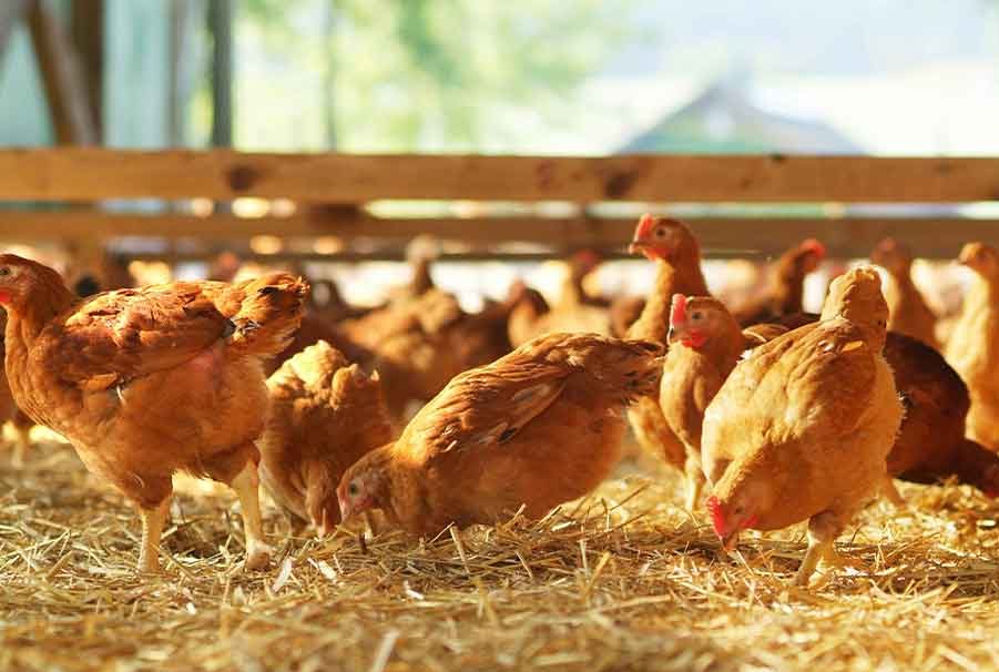 Ghana : La filière avicole menacée par les coûts de l’alimentation animale