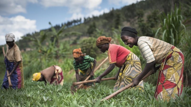 La plus importante usine de transformation de thé au Rwanda cédée à deux coopératives