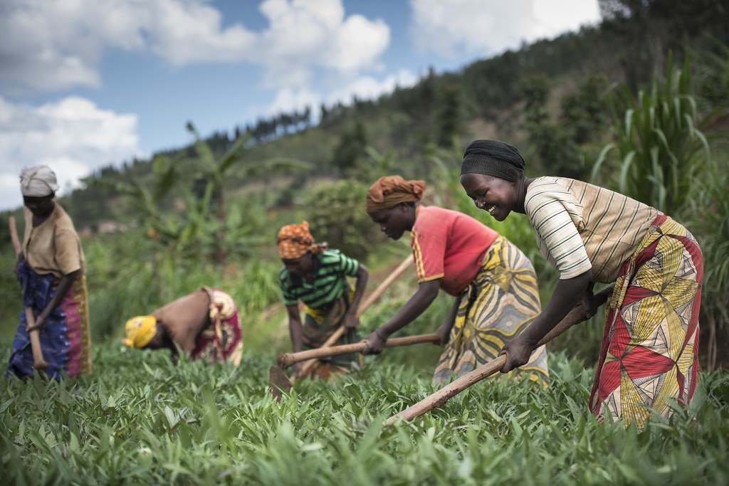 La plus importante usine de transformation de thé au Rwanda cédée à deux coopératives