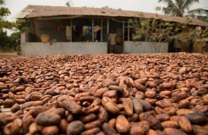 Ghana : 5 millions de dollars pour moderniser les unités de transformation du cacao