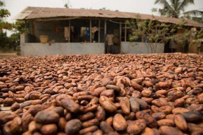 Ghana : 5 millions de dollars pour moderniser les unités de transformation du cacao