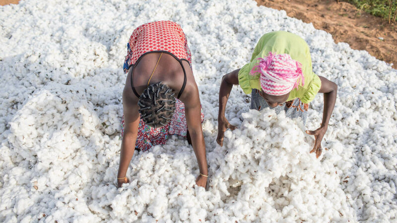 Le prix d’achat du coton au Bénin fixé à 300 F.CFA pour la campagne 2022-2023