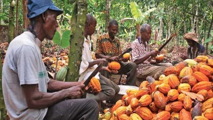 Afrique-Agriculture : La production du cacao dégringole au Ghana
