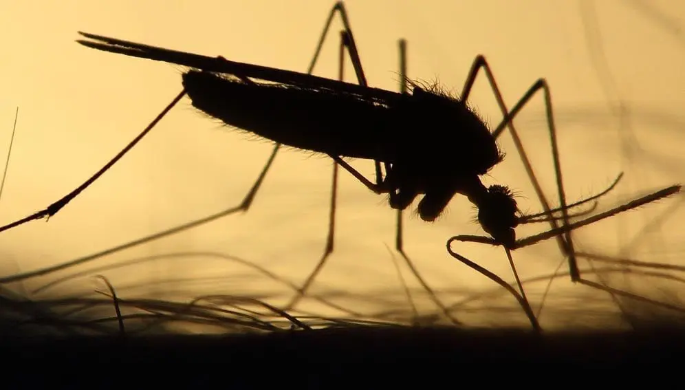 En Afrique, le paludisme a tué plus de 600.000 personnes en 2020