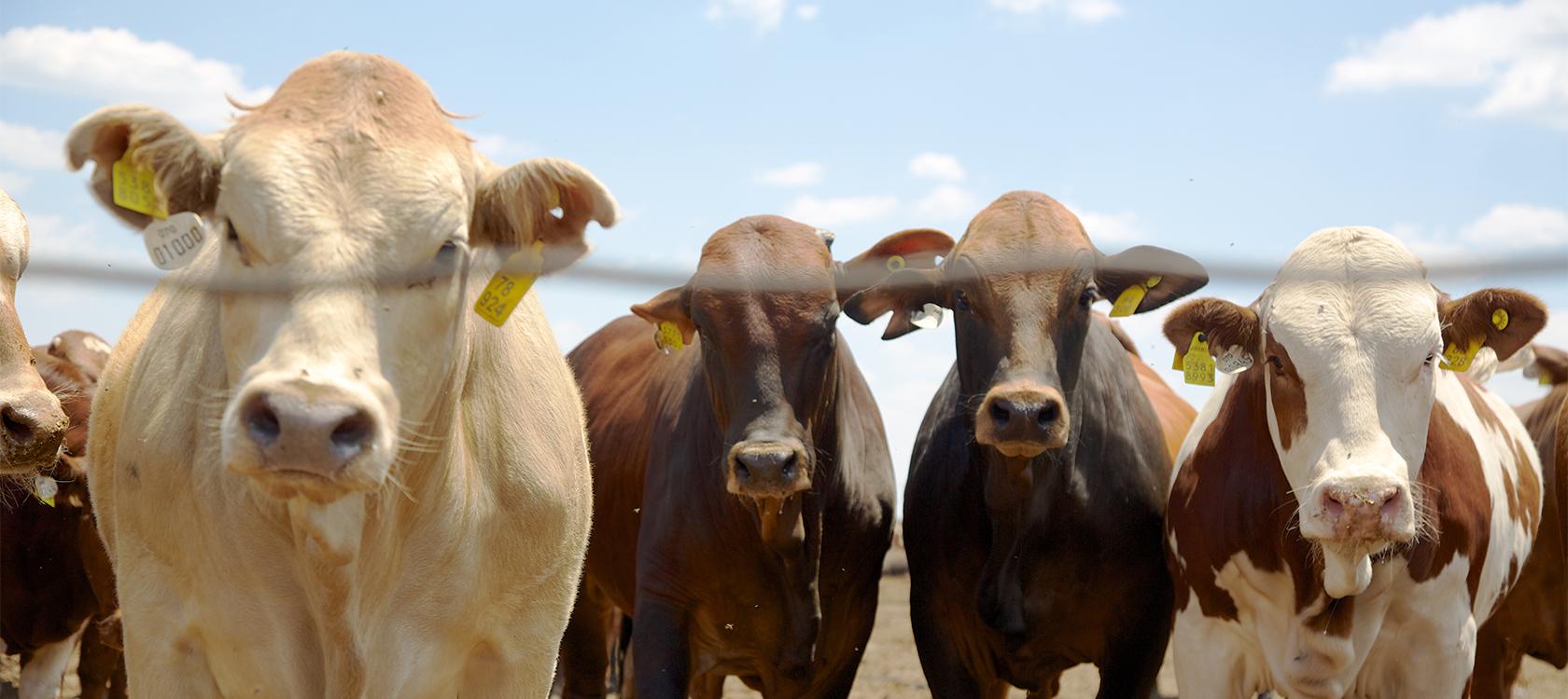 L’Afrique du Sud recourt au fumier des bovins pour produire de l’électricité