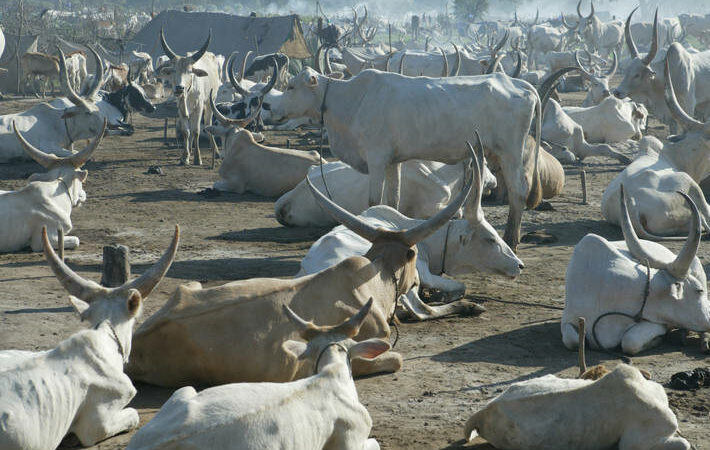 Soudan: Les exportations d’animaux ont généré 84 millions de dollars au 1er trimestre de l’année