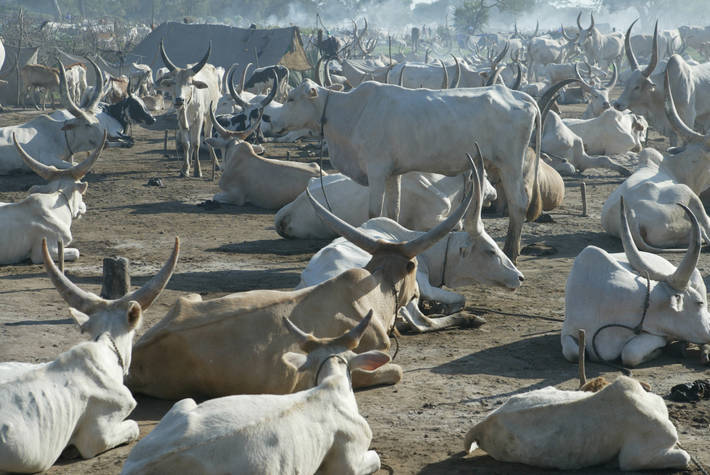 Soudan: Les exportations d’animaux ont généré 84 millions de dollars au 1er trimestre de l’année