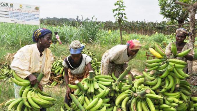Le Cameroun a exporté 16.505 tonnes de bananes en mai 2022