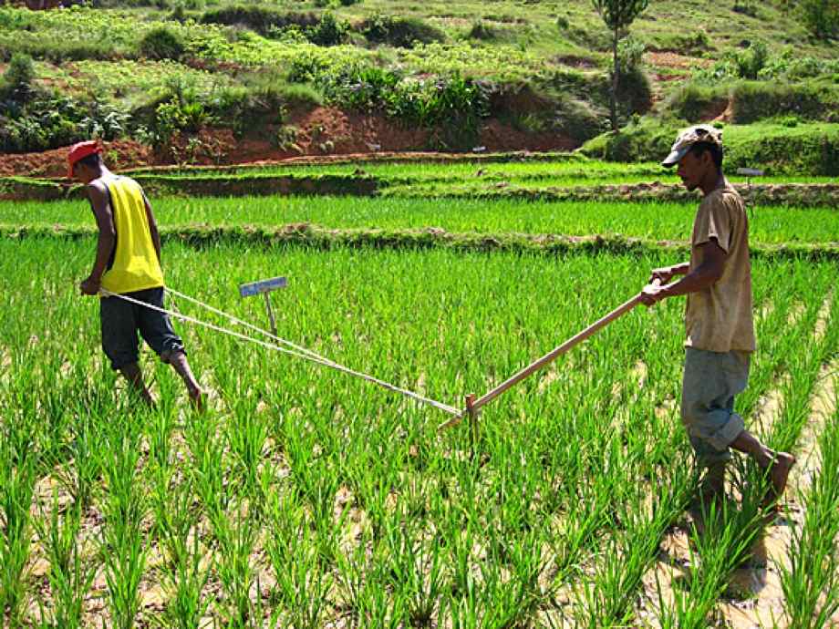 L’Etat malgache compte accroître de 15% son budget pour l’agriculture, l’élevage et la pêche