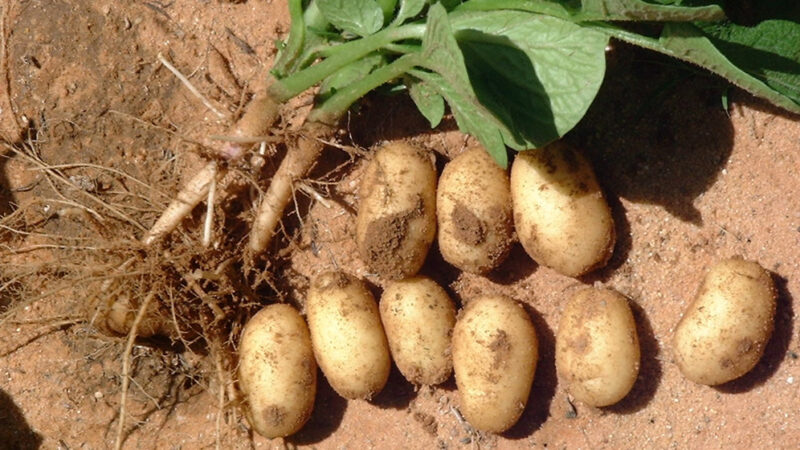 L’Angola ambitionne d’exporter ses pommes de terre vers le Canada