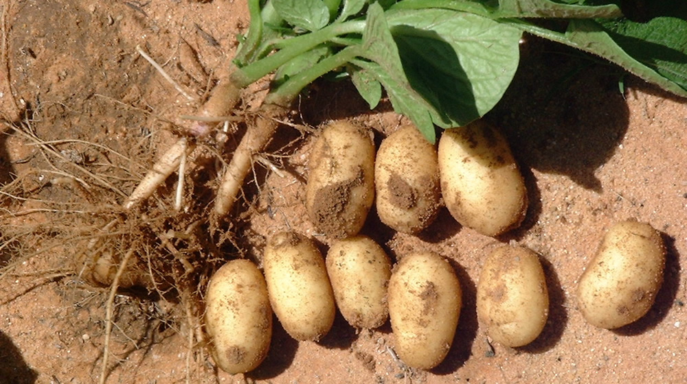 L’Angola ambitionne d’exporter ses pommes de terre vers le Canada