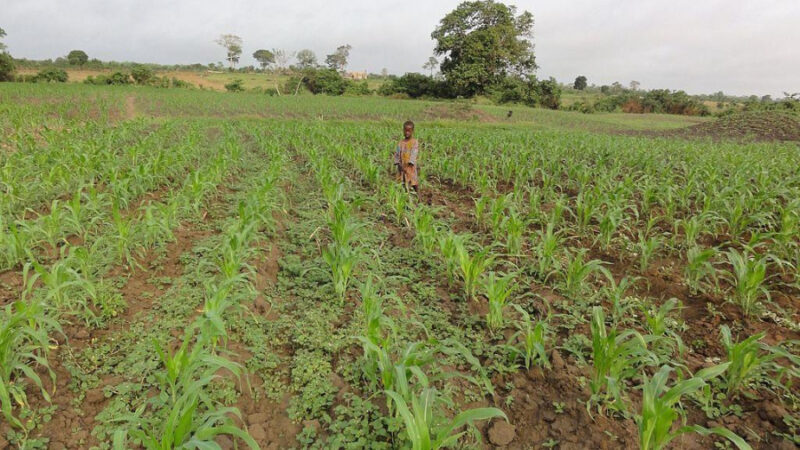Ghana: Le GIRSAL va investir 248 millions de dollars dans le secteur agricole