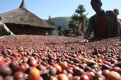 Les exportations de café ont rapporté à l’Ethiopie 1,4 milliard de dollars