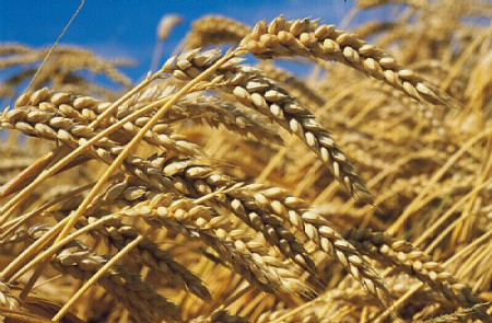 Le Nigeria va commercialiser le blé génétiquement modifié