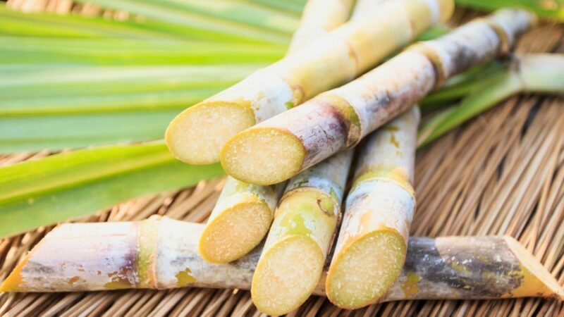 La Tanzanie va accroître sa production de canne à sucre
