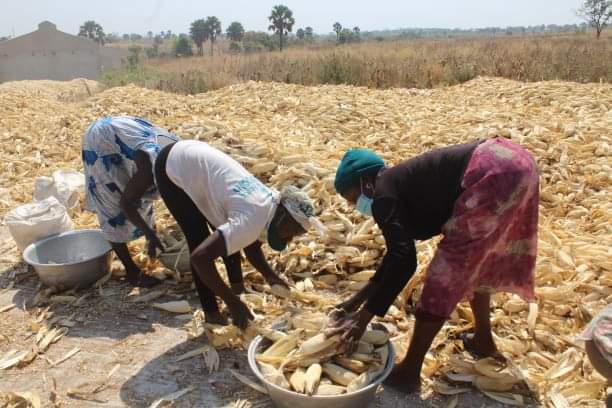 Un rapport de la Banque mondiale révèle les faiblesses de l’agriculture togolaise