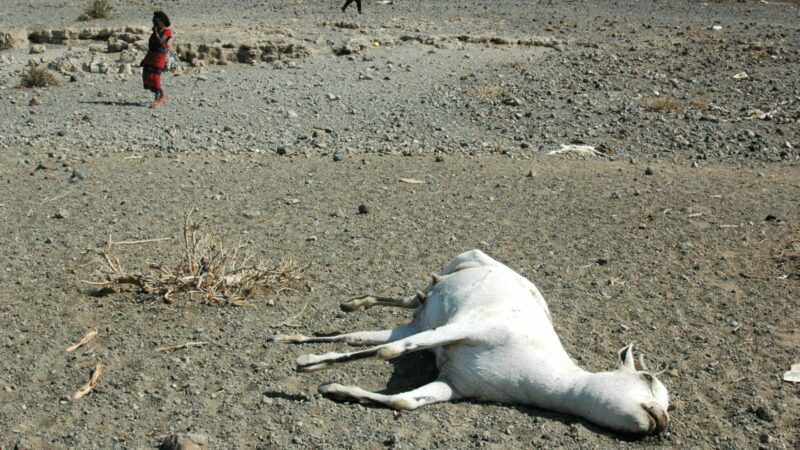 Corne de l’Afrique : Sept millions de têtes de bétail tuées par la sécheresse