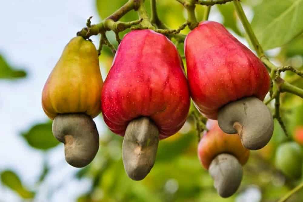 L’entreprise Africa Negoce Industries va renforcer ses achats de noix de cajou au Bénin