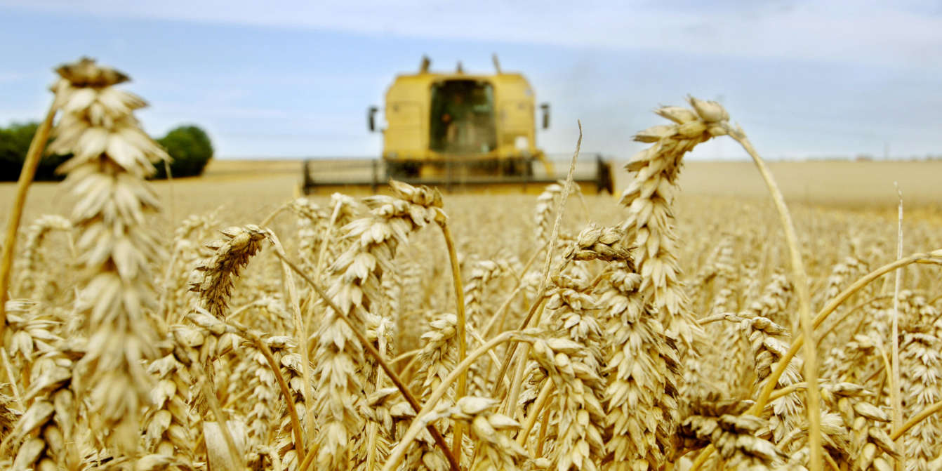 La Tanzanie consacré 400.000 hectares à la culture du blé