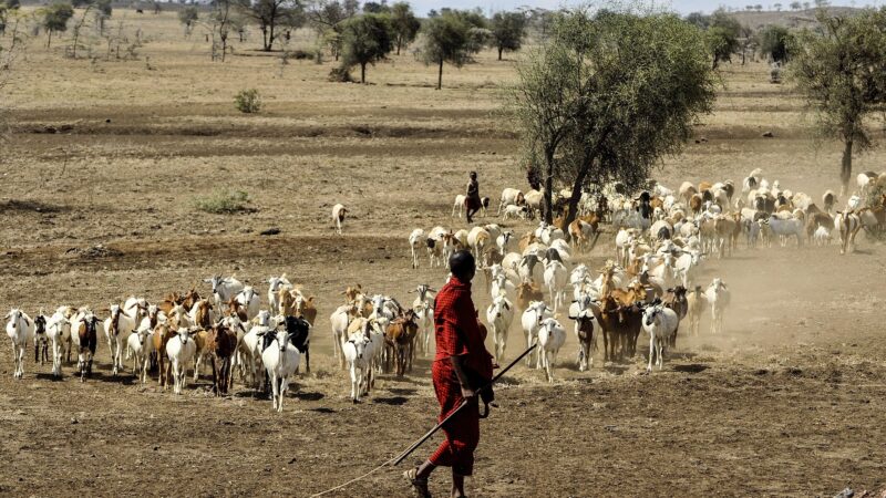 La Tanzanie projette un plan quinquennal pour soutenir l’élevage et la santé animale