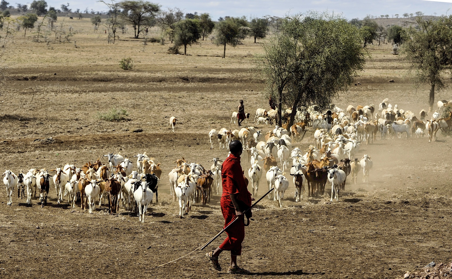 La Tanzanie projette un plan quinquennal pour soutenir l’élevage et la santé animale