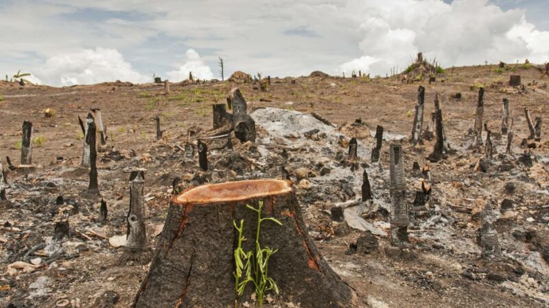 Madagascar obtient 25 millions de la BM pour réhabiliter l’environnement
