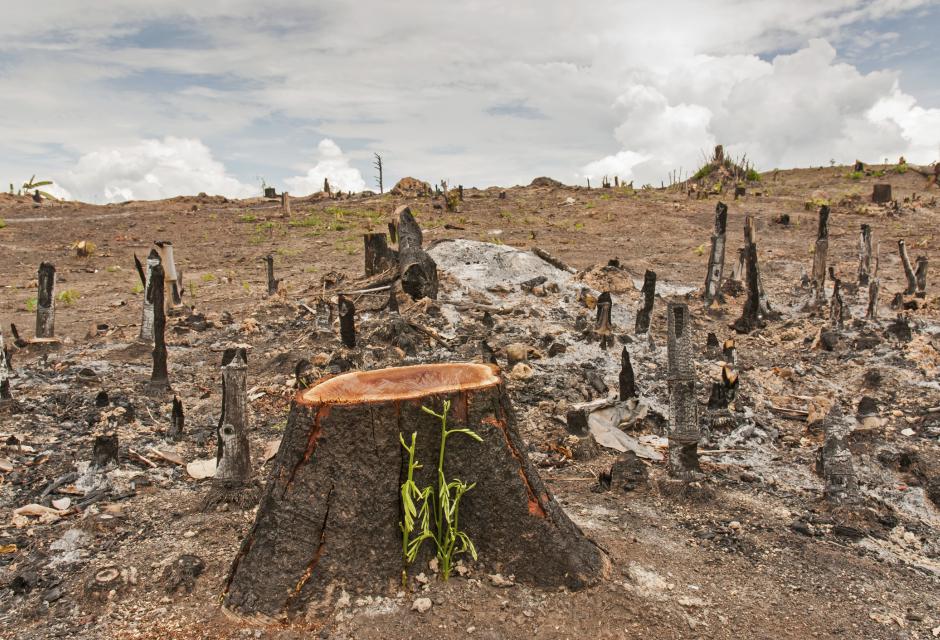 Madagascar obtient 25 millions de la BM pour réhabiliter l’environnement