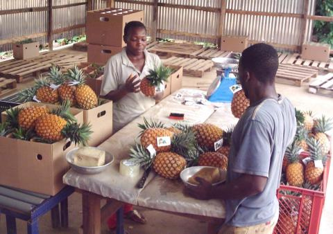 Le PNUD et Proparco mobilisent 165 millions de FCFA pour l’accès des PME camerounaises au financement