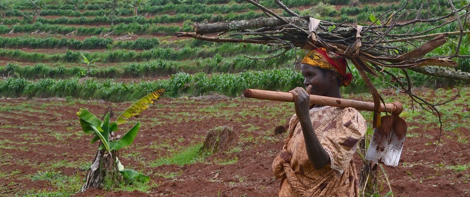 Appui financier du Japon au secteur agricole burundais