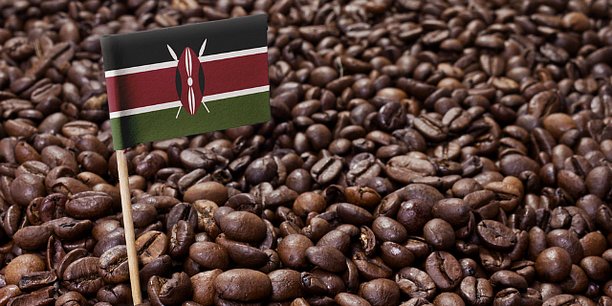 Des cargaisons du café kenyan à destination du Japon interdites d’exportation