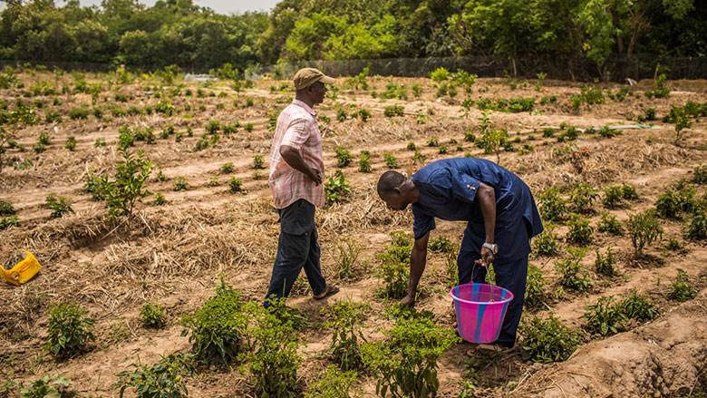 Guinée: 150 millions de dollars de bouffée d’oxygène pour l’agriculture commerciale du pays